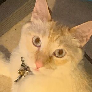 Meet your Posher, Drea